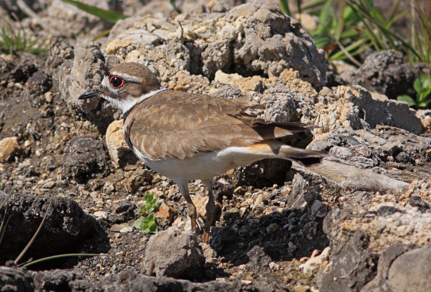 Weekly Wildlife Thread April 5th 11th Part II Sony Alpha SLR/SLT A